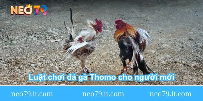 luat choi da ga thomo cho nguoi moi luat-choi-da-ga-thomo-cho-nguoi-moi
