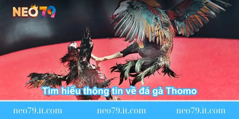 tim hieu thong tin ve da ga thomo tim-hieu-thong-tin-ve-da-ga-thomo